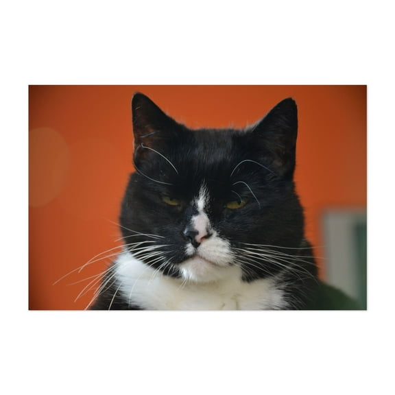 A little grumpy cat - Photography Cat Animal Portrait Humor Black and White Moody Unframed Wall Art Print 4 x 6 inches