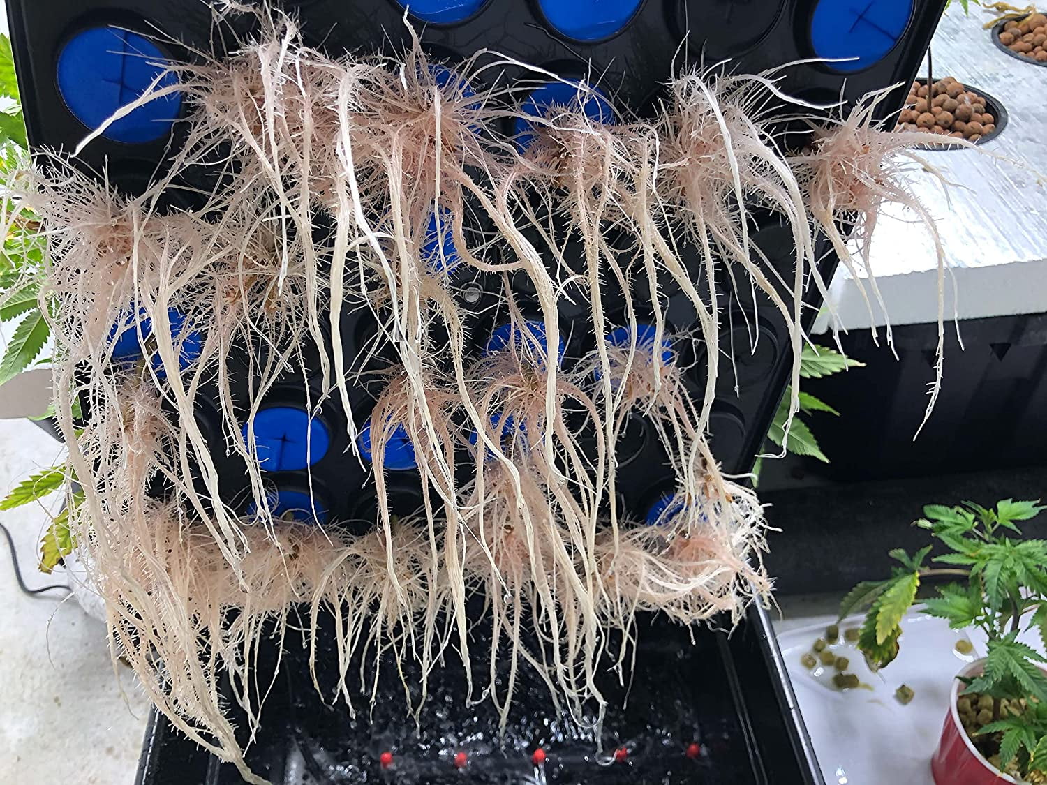 クローンキング 36 サイトエアロポニッククローニングマシン100%の成功率を期待! Plant Cloning | The Clone King 36 Site Aeroponic Cloning Machine