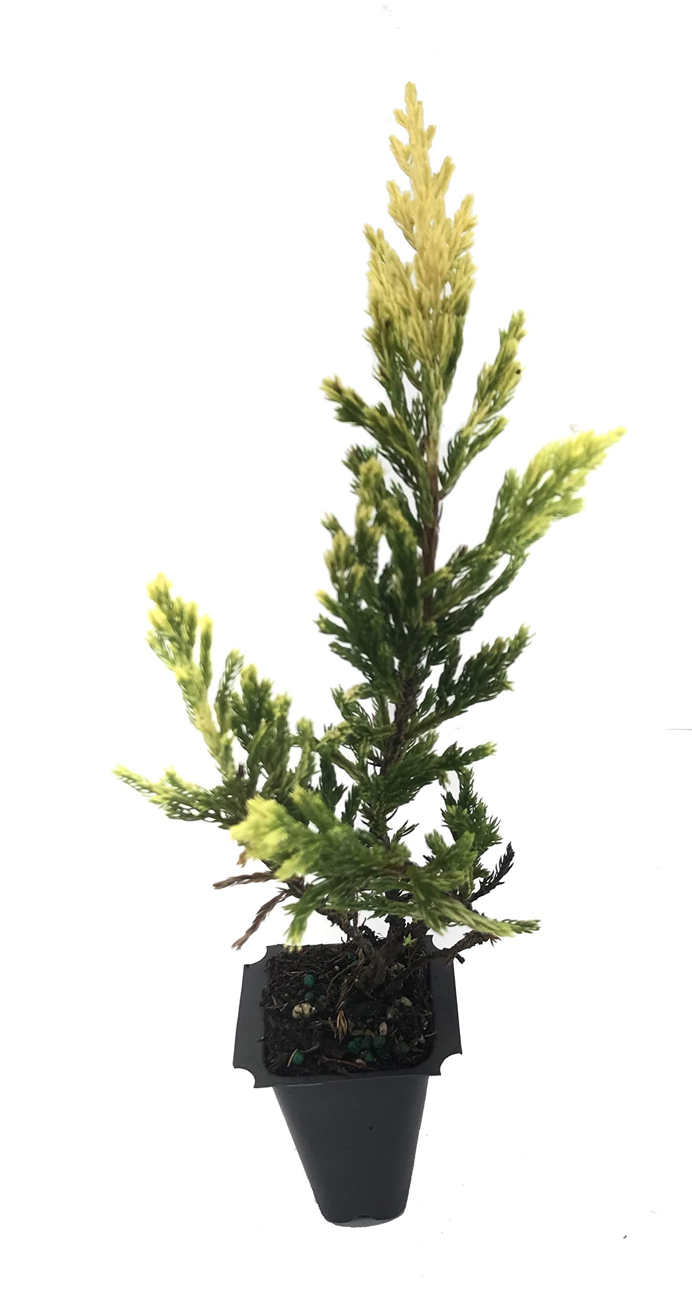Lime Glow Juniper - 3 Live Plants - Juniperus Horizontalis - Hardy Evergreen Ground Cover