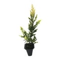 thumbnail image 2 of Lime Glow Juniper - 50 Live Plants - Juniperus Horizontalis - Hardy Evergreen Ground Cover, 2 of 6