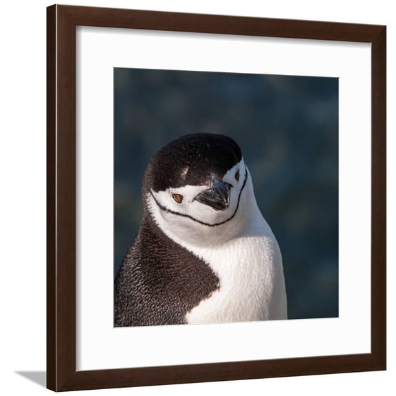 Antarctica, penguin, headshot Framed Print Wall Art by George Theodore Sold by Art.Com