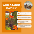 thumbnail image 5 of 25 Wild Orange Daylily Roots Plant, Hardy Perennial, 3 to 6 inches Dormant Roots for Planting, 5 of 5