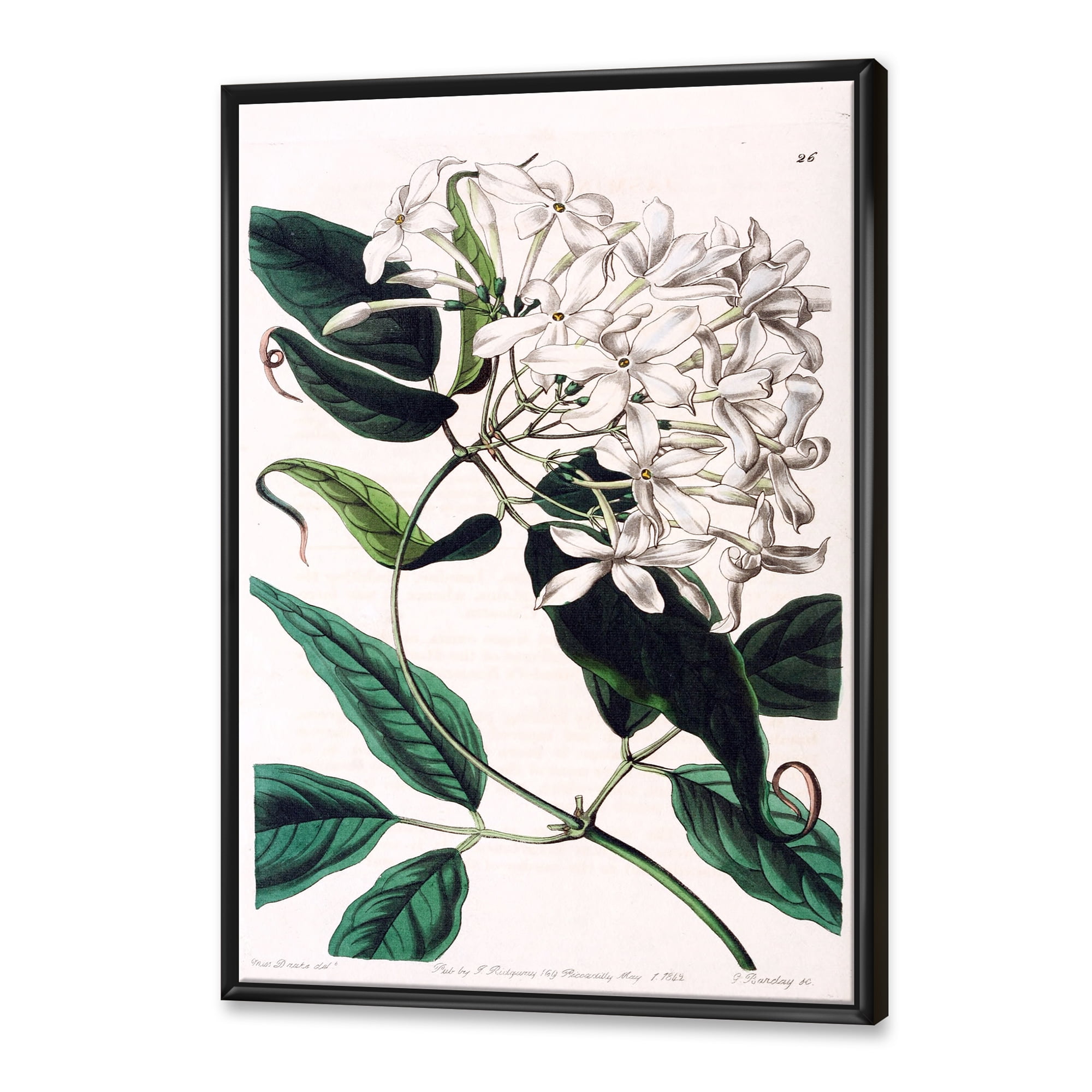 Designart 'Ancient Plant Life XXIV' Traditional Framed Canvas Wall Art Print