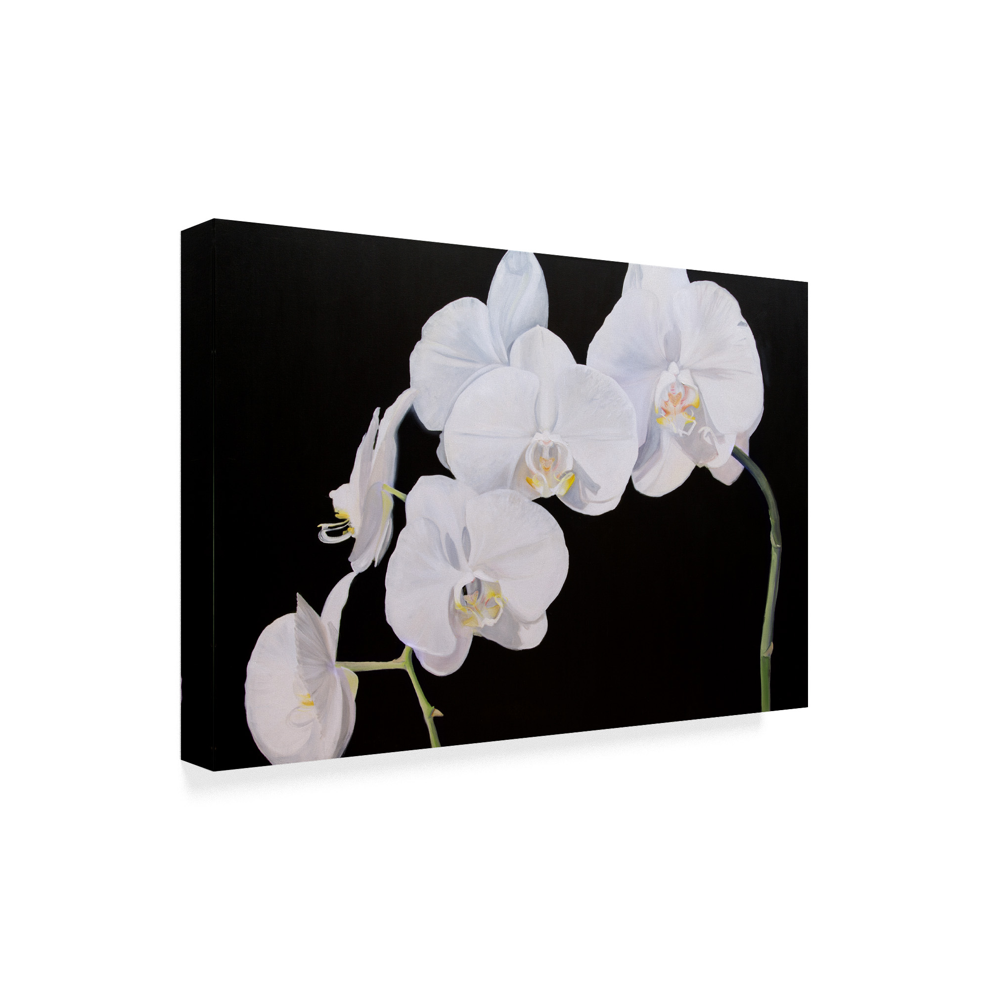 Trademark Fine Art 'Dramatic Orchids I' Canvas Art by Sandra Iafrate