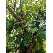 5 Seeds - Organic SPLIT LEAF PHILODENDRON Monstera Deliciosa Swiss Cheese Plant Vine Seeds