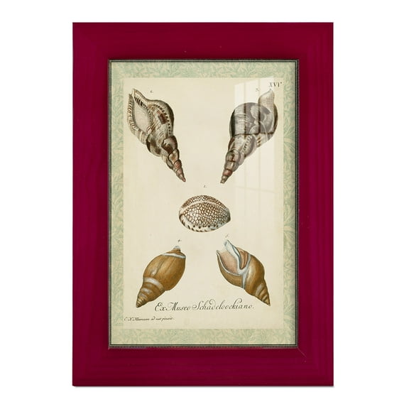 Bookplate Shells VIII - Framed Print w/glass - Cherry Red