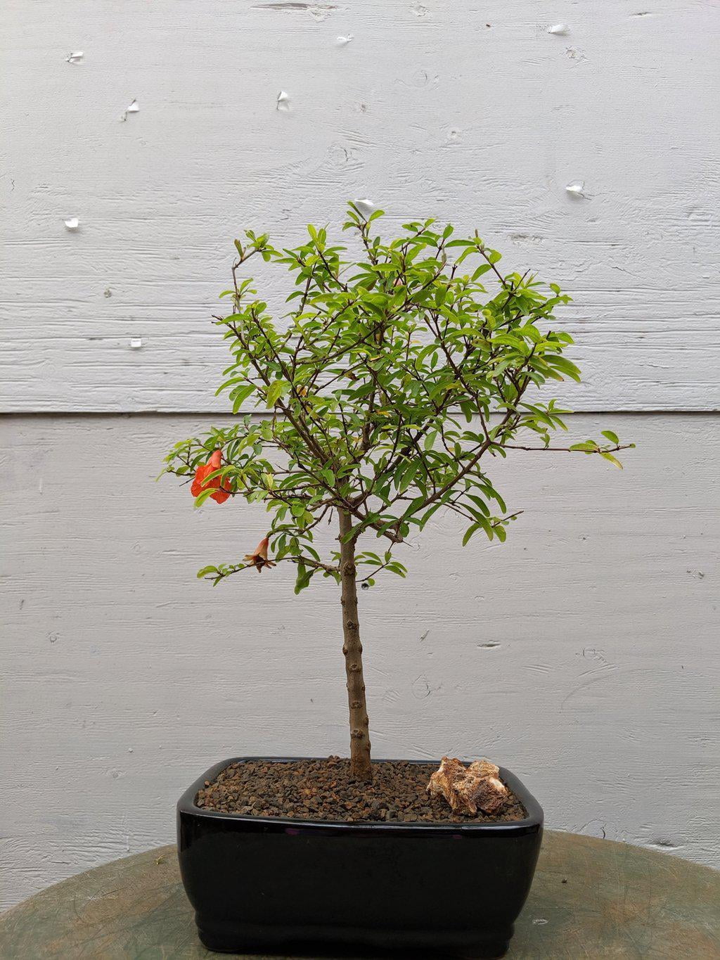 Dwarf Pomegranate Bonsai Tree