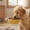 27#Yellow, variant on Stainless Hanging Pet Bowl for Crate, Stainless Steel Cage Water Food Feeder, Adjustable Height Hook On Anti Tip Spill Proof, Durable Easy Clean Lasting Bowl for Dogs Cats