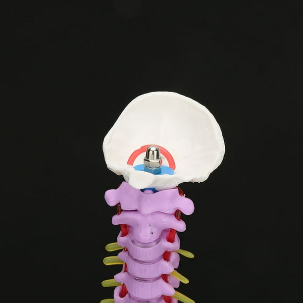 Modelo De Columna Vertebral Humano Anatómico Flexible De Tamaño Natural Nuevo Color ANGGREK Otros