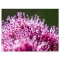 thumbnail image 2 of Vue Gros Plan de Petites Fleurs Roses - Grande Toile Murale Florale, 2 of 3