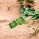 thumbnail image 1 of unbranded 50Ud Clips Para Plantas En Pared De Material ABS Soporte Duradero Para Enredaderas Y Jardín, 1 of 6