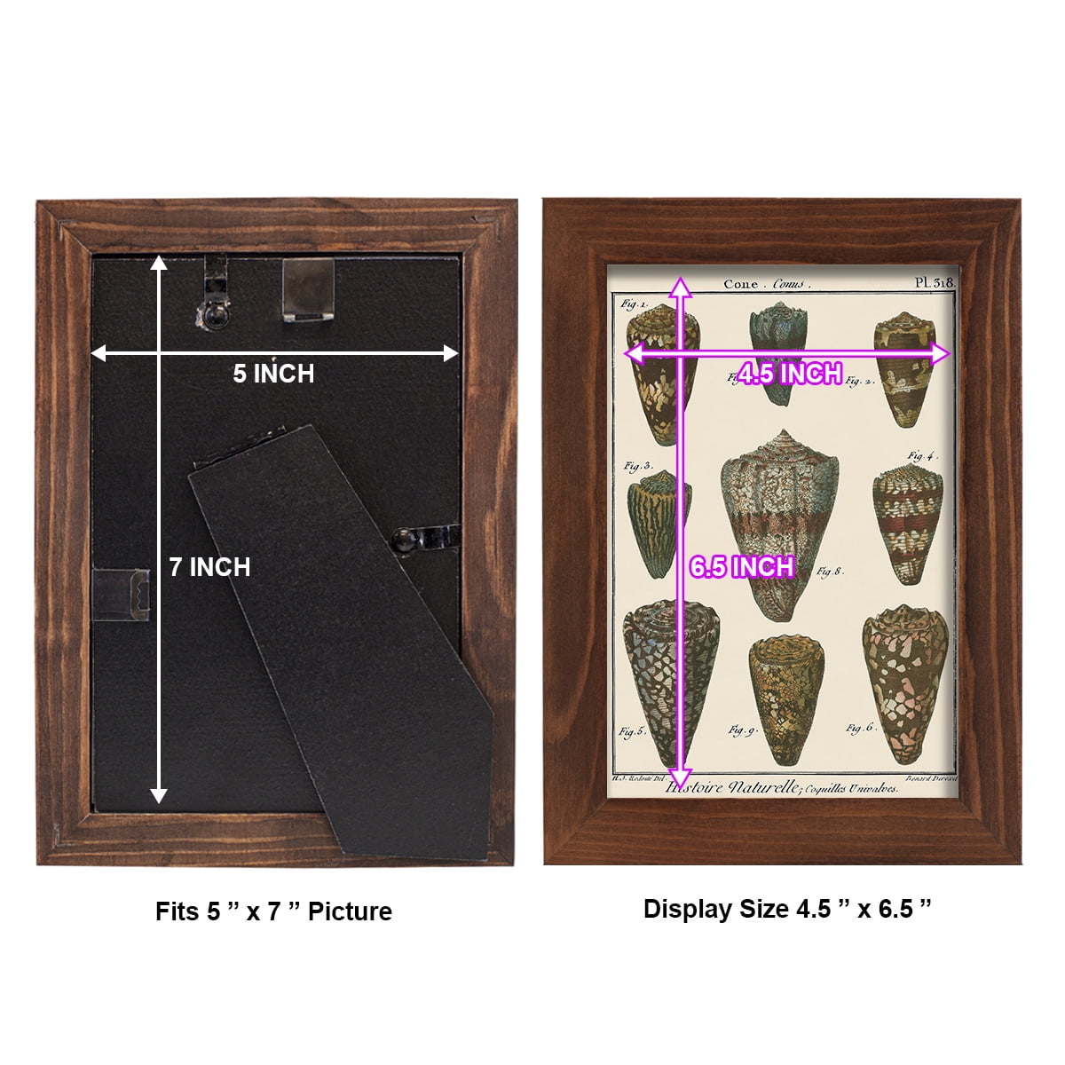 Cone Shell pl. 318 -Framed Print w/glass-Chestnut
