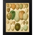 thumbnail image 2 of Meyers 20x24 Black Modern Framed Museum Art Print Titled - Vintage Bird Eggs II, 2 of 5