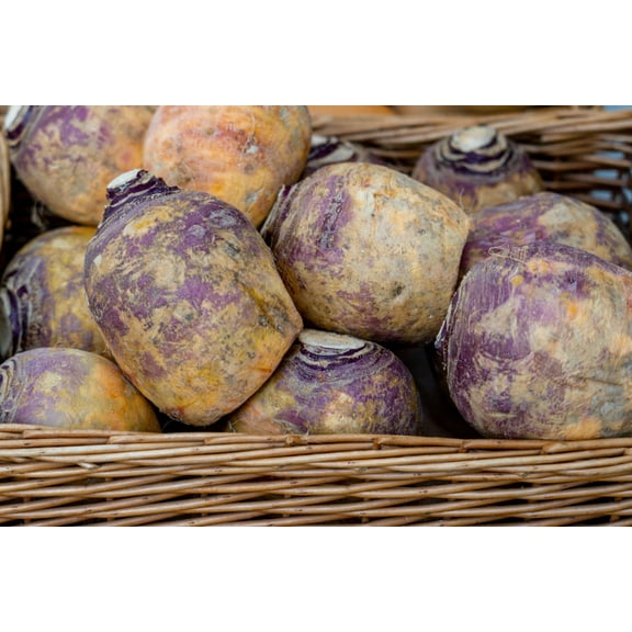 Laurentian Rutabaga Seeds/ Biennial/ Full Sun/2800 Seeds 1/4 oz/ Zellajake Farm and Garden - B256