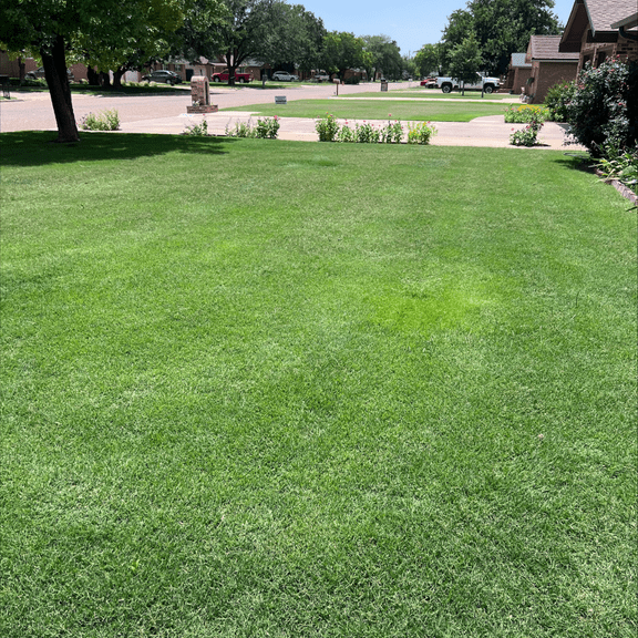 Browning Seed Bermudagrass Numex Sahara, 5 lbs.