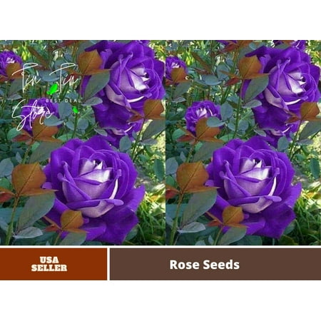 PEMDASGARDEN 30 Purple Haze Rose Plant Seeds PEMDASGARDEN 30 Purple Haze Rose Plant Seeds