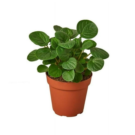 House Plant 4-PEPEROMIA-RANA.VERDE Rana Verde Peperomia Plant in 4 in. Pot