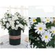 thumbnail image 5 of Ramo de flores de margaritas de seda artificial para el hogar, centros de mesa, decoración, color blanco, 2 uds., 5 of 5