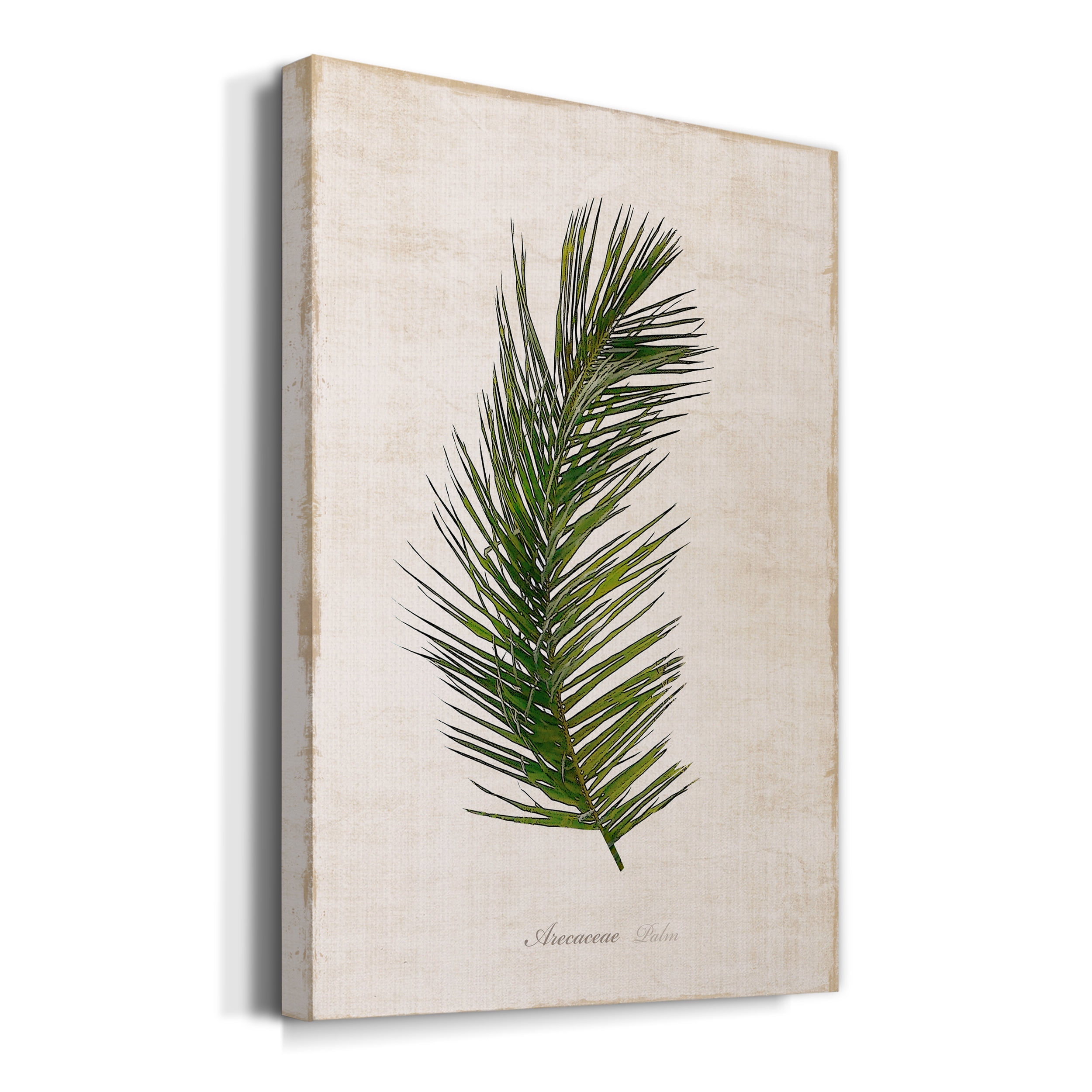 Palm Botanical II Premium Gallery Wrapped Canvas - Ready to Hang - 18 x 27