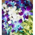 thumbnail image 4 of KaBloom : 40 Blue-white Dendrobium Orchids Next-Day Delivery, Gift for Every Occasion., 4 of 5