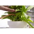 thumbnail image 4 of Miracle-Gro Indoor Plant Food, Plant Fertilizer, 8 oz. (6-Pack), 4 of 8
