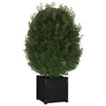 thumbnail image 4 of vidaXL Garden Planter Black 15.7"x15.7"x15.7" Solid Wood Pine, 4 of 58