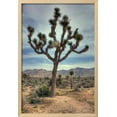 thumbnail image 2 of Joshua Tree Scene, Botanical Scenic World Culture Framed Art Print Wall Art by Vincent James Sold by Art.Com, 2 of 6