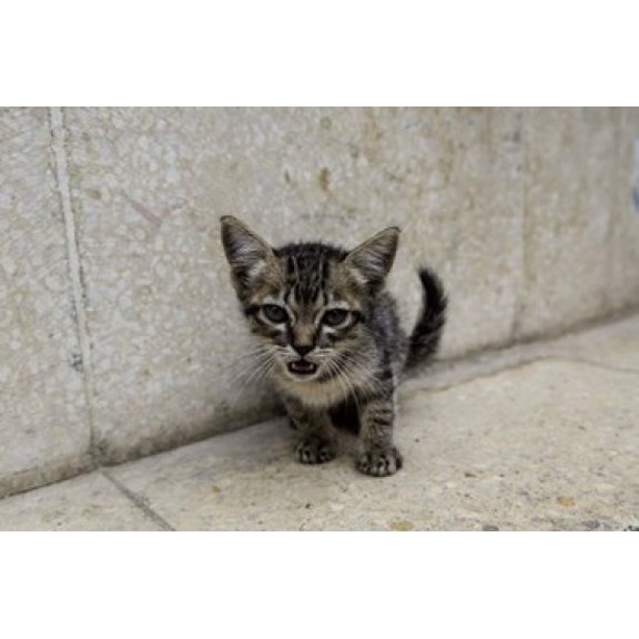 Cute kitten on the streets of Old Havana Havana Cuba Canvas Art - Adam Jones  DanitaDelimont (39 x 26)
