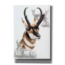 Epic Graffiti 'Pronghorn' by Barbara Keith, Canvas Wall Art, 18"x26"