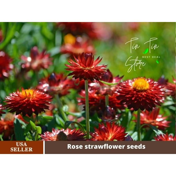 100  Seeds| Copper Red Strawflower Seeds For Planting In The Garden [BUY 3 GET 1 FREE] #k011