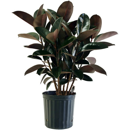 Delray Plants Burgundy Rubber Plant Easy To Grow Live House Plant, 10-inch Grower (Best Way To Grow Plants Indoors)