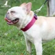 thumbnail image 2 of Collar Para Perro O Gato Ajustable De Paseo Mascretta Perros Color Rosa Tamaño Del Collar L, 2 of 2