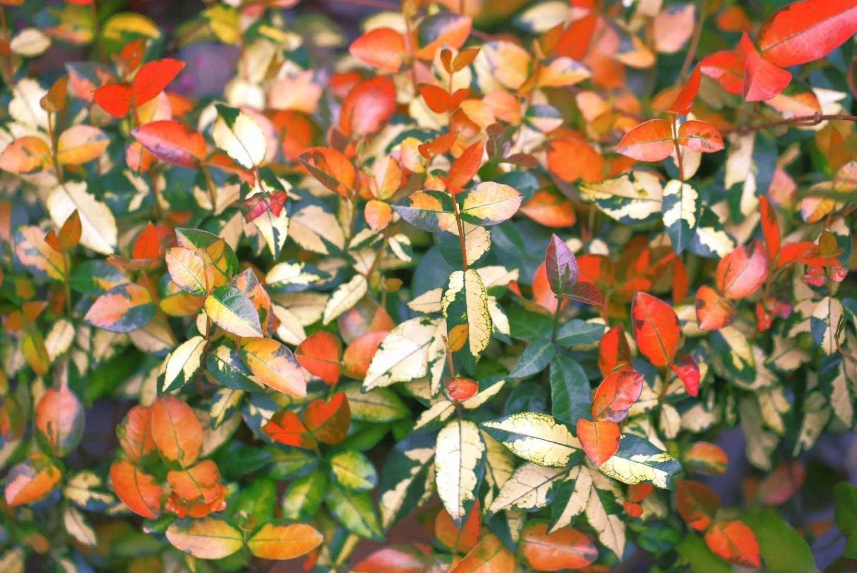 Summer Sunset Jasmine Plant Live for Planting, Trachelospermum Asiaticum - Colorful Groundcover Vine, 3-5 Inch Tall