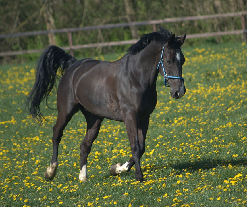 spring horse walmart