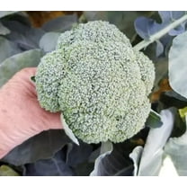 Abrams Broccoli Seeds for Planting (50 Seeds) - Grow Heirloom Vegetables