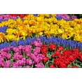 Complete Spring Flower Garden 50 Fresh Bulbs Bloom All Spring and