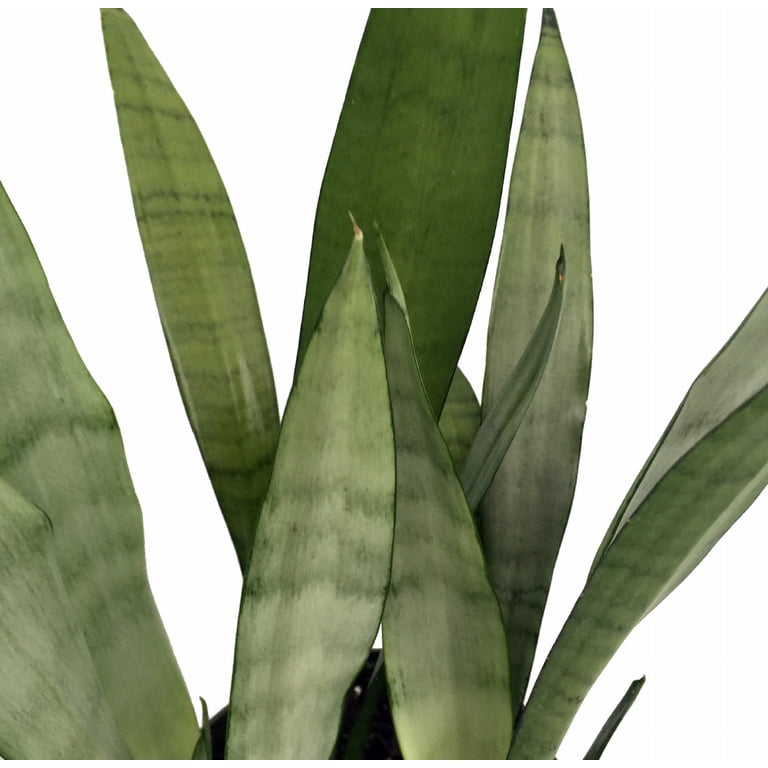 spider plant botanical name Spider Plant 'Reverse' main image 1
