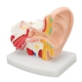 thumbnail image 1 of Human Ear Anatomical Model Clear Structure Simulation Inner Ear Model for Education Display, 1 of 15