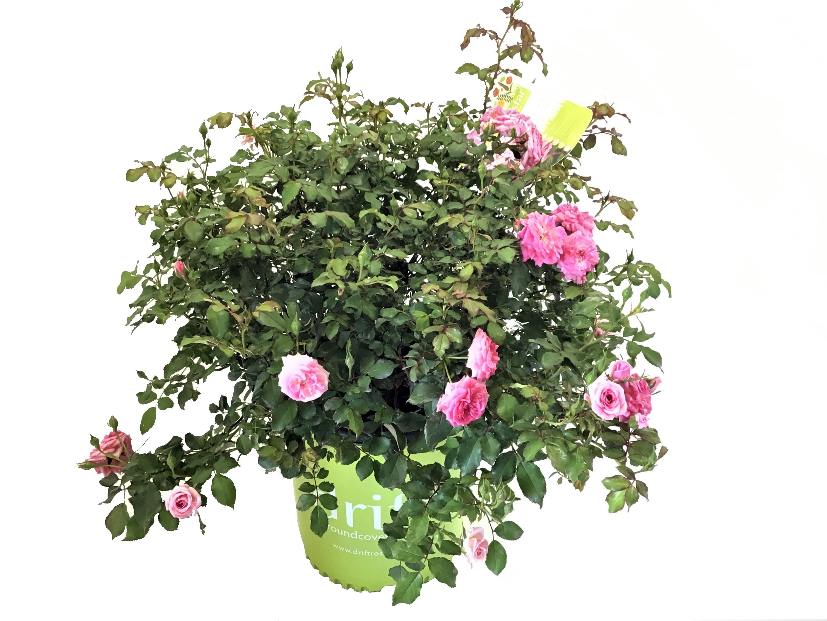 Drift Roses Sweet Drift Rose 1 Gallon (Rosa) Clear Pink Double Flowers Are Disease Resistant Live Outdoor Plant