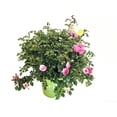 thumbnail image 2 of Drift Roses Sweet Drift Rose 2 Gallon (Rosa) Clear Pink Double Flowers Are Disease Resistant Live Outdoor Plant, 2 of 3