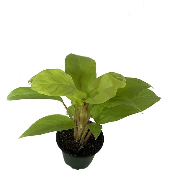 Philodendron Lemon Lime - Live Plant in a 4 Inch Growers Pot - Philodendron Hederaceum Lemon Lime - Strikingly Beautiful Indoor Air Purifying Houseplant