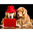 thumbnail image 1 of Diamond Painting (DE6397) 5D DIY Redondo Animal Perro (WY049) 40x50cm FLhrweasw Nuevo, 1 of 1