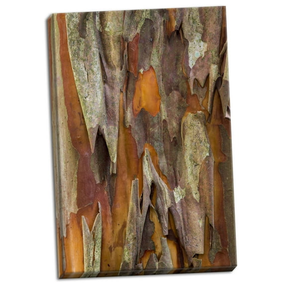 Gango Home Decor Crape Myrtle Bark I by Kathy Mahan (Ready to Hang); One 24x36in Hand-Stretched Canvas