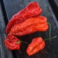 thumbnail image 2 of Pepper Ghost Pepper Multi-Colored Seed, 2 of 2