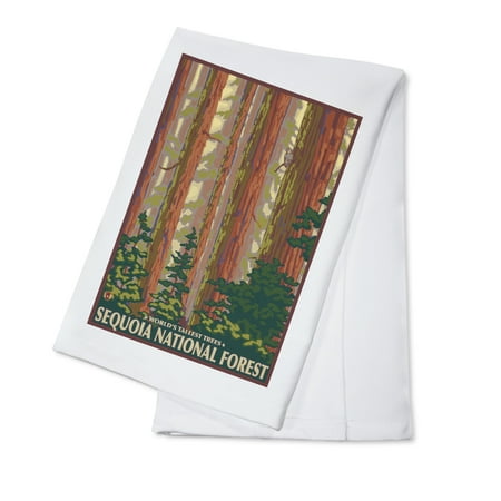Sequoia National Forest, California - Redwood Trees - Lantern Press Artwork (100% Cotton Kitchen
