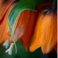thumbnail image 2 of Jaynes Gallery 15x15 Black Ornate Wood Framed with Double Matting Museum Art Print Titled - France-Giverny Close-up of orange flowers in Monets Garden, 2 of 4