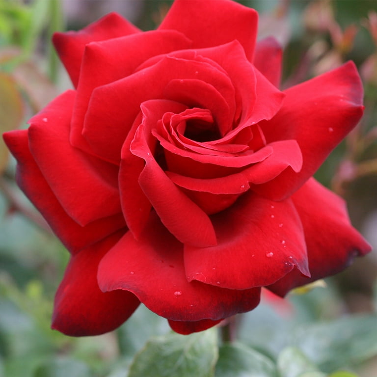 Heirloom Roses Rose Plant - Black Beauty Red Rose Bush, Hybrid Tea Live Plant for Planting Outdoors