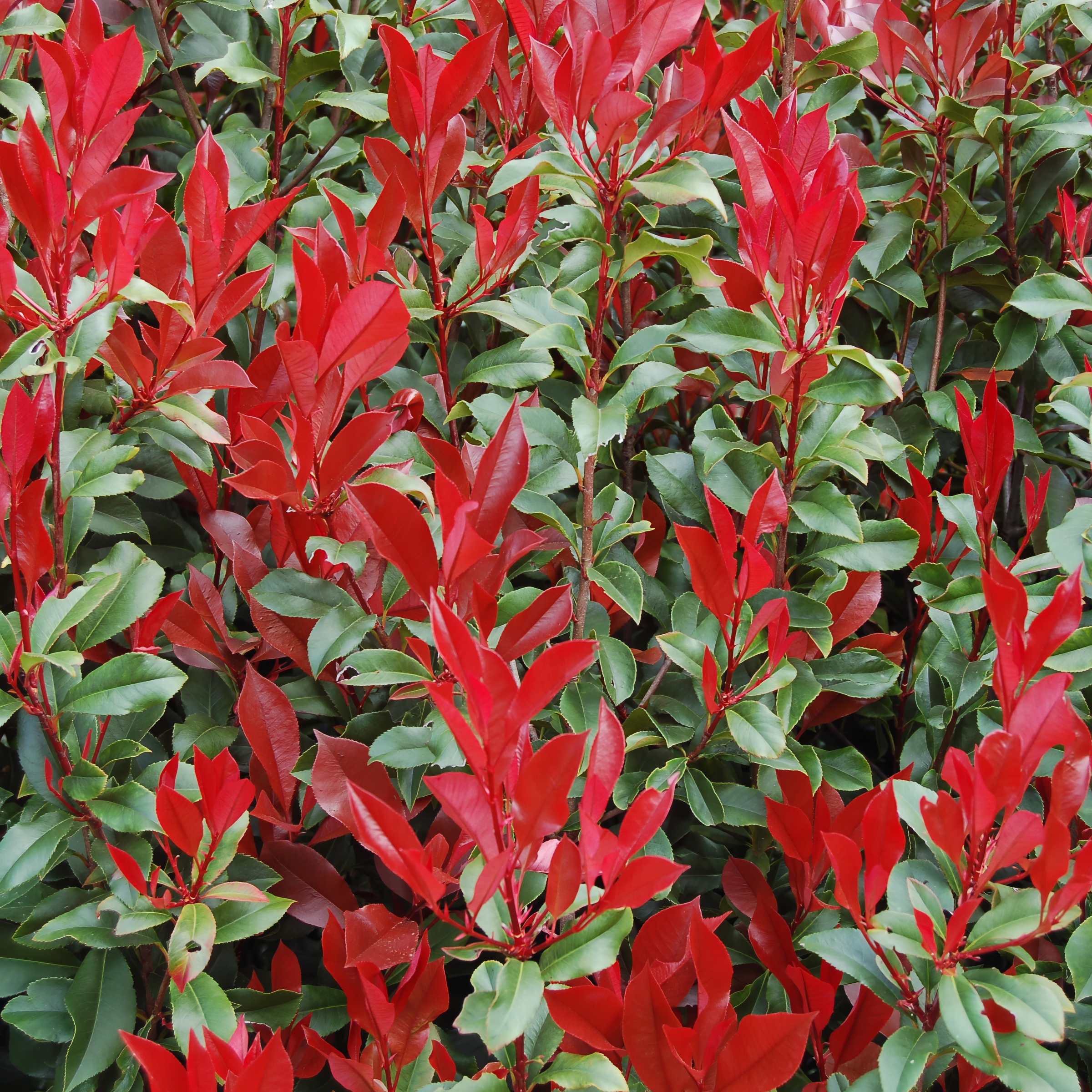 2.25 gal Photinia Dynamo Red Live Shrub with Full Sun
