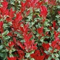 thumbnail image 4 of 2.25 gal Photinia Dynamo Red Live Shrub with Full Sun, 4 of 6