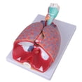 thumbnail image 2 of Human Cardiopulmonary Anatomy Model, Pulmonary Heart Model For Teaching, 2 of 10